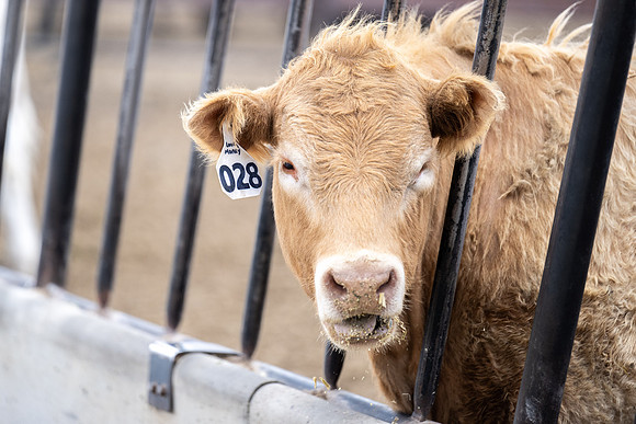 Cow Class - April 2026