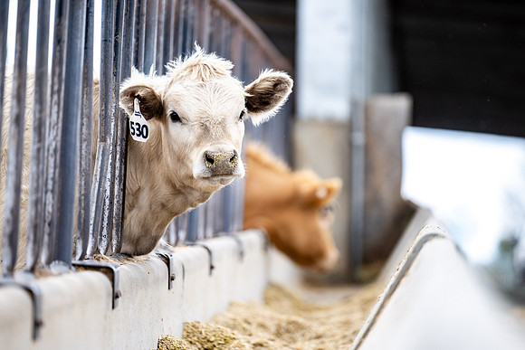 Cow Class - April 2026