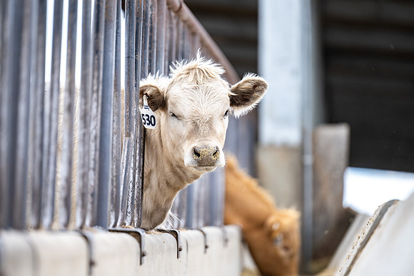 Cow Class - April 2026