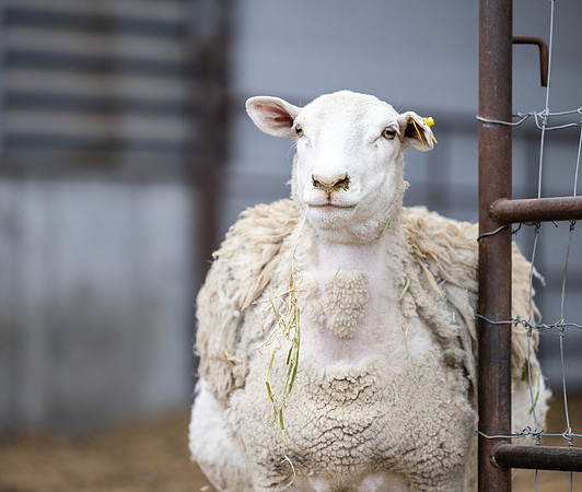 Cow Class - April 2026