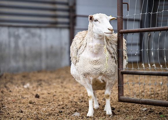 Cow Class - April 2026