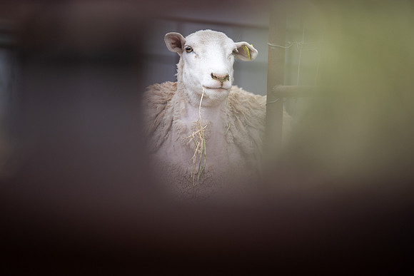 Cow Class - April 2026