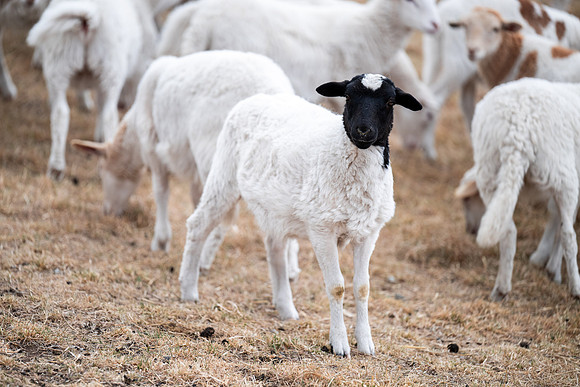 Cow Class - April 2026