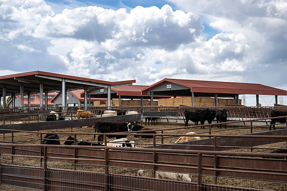 Cow Class - April 2026