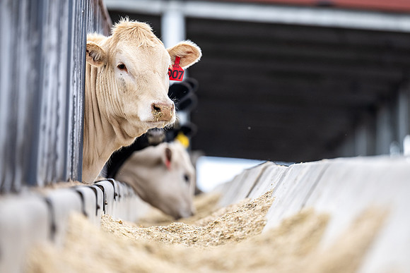 Cow Class - April 2026