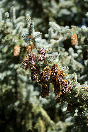 Pine cones prepare to open and drop their seeds in early September.