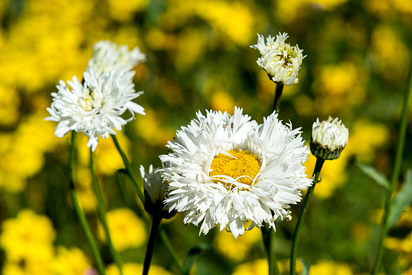 Flowers bloom in early September in the Ricks Gardens on BYU-Idaho campus.