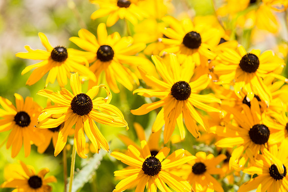Flowers bloom in early September in the Ricks Gardens on BYU-Idaho campus.