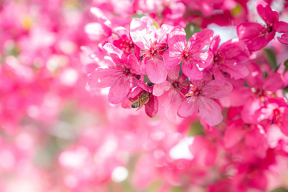 Pollinating Bees - May 2026
