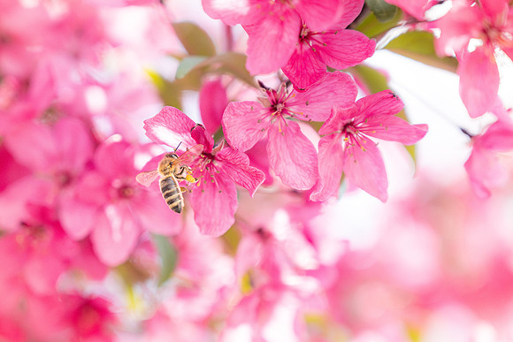 Pollinating Bees - May 2026