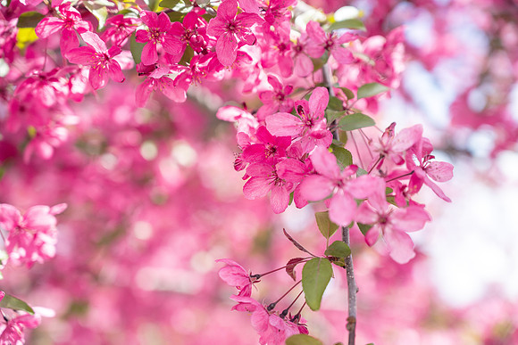 Pollinating Bees - May 2026