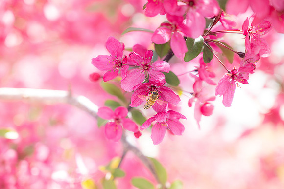 Pollinating Bees - May 2026