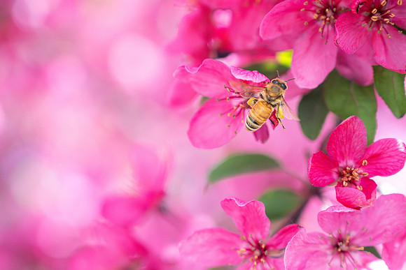 Pollinating Bees - May 2026