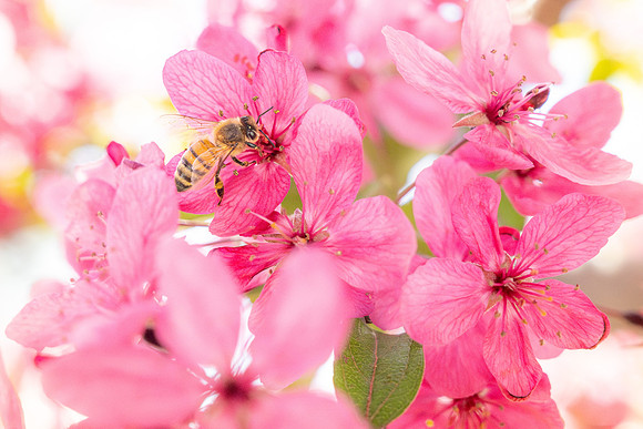 Pollinating Bees - May 2026