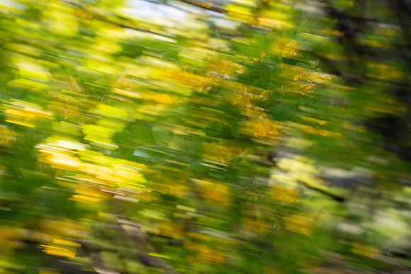 Nature Motion Blur - May  2026