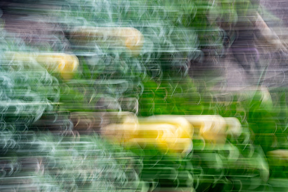 Nature Motion Blur - May  2026