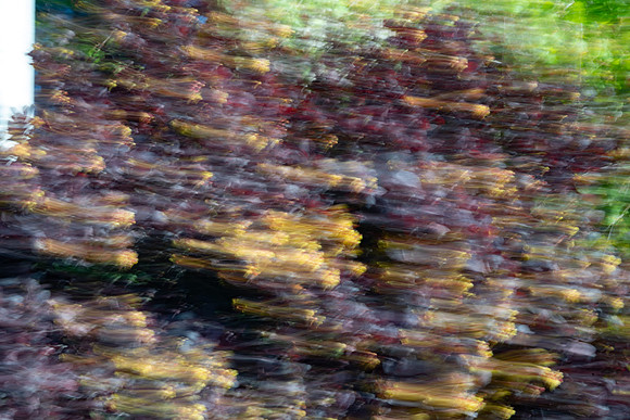Nature Motion Blur - May  2026