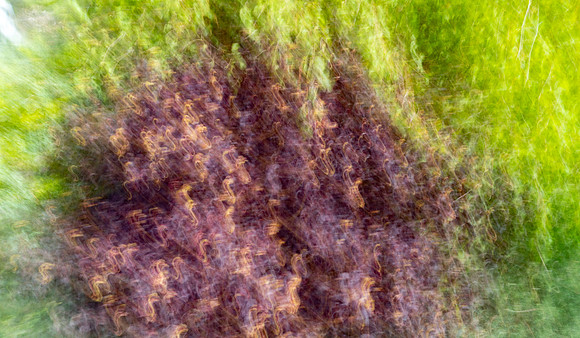 Nature Motion Blur - May  2026