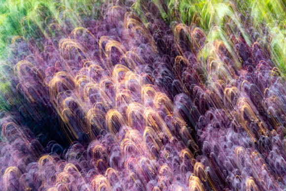 Nature Motion Blur - May  2026