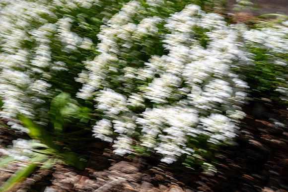 Nature Motion Blur - May  2026