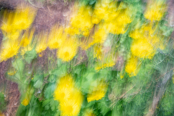 Nature Motion Blur - May  2026