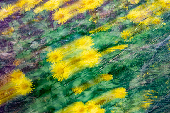 Nature Motion Blur - May  2026