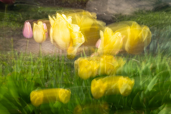 Nature Motion Blur - May 2026