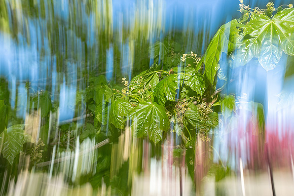 Nature Motion Blur - May 2026
