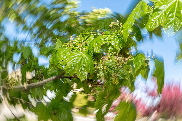 Nature Motion Blur - May 2026