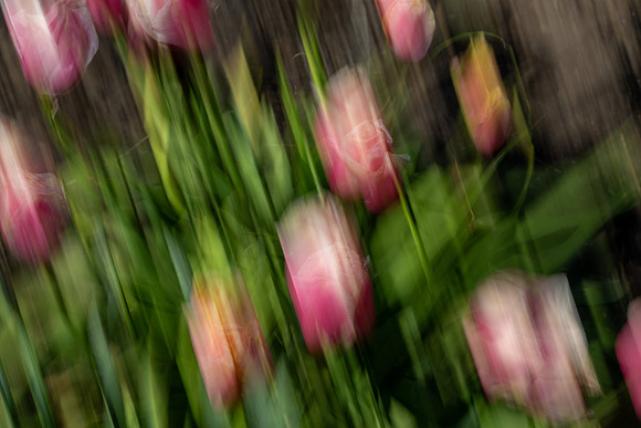 Nature Motion Blur - May 2026