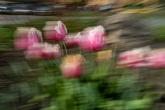Nature Motion Blur - May 2026