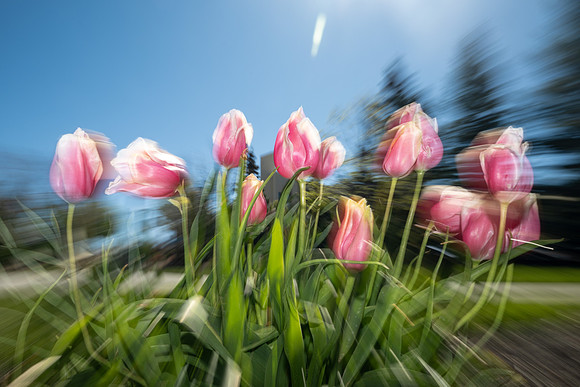 Nature Motion Blur - May 2026