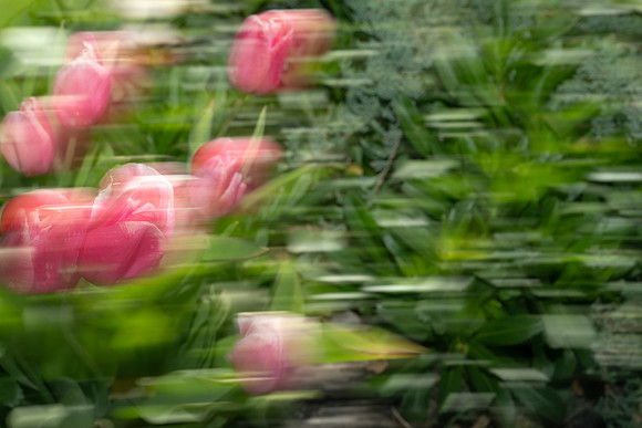 Nature Motion Blur - May 2026