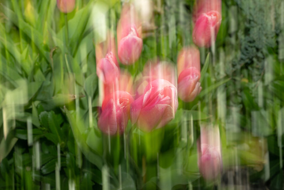 Nature Motion Blur - May 2026