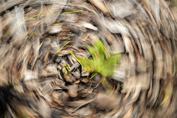 Nature Motion Blur - May 2026