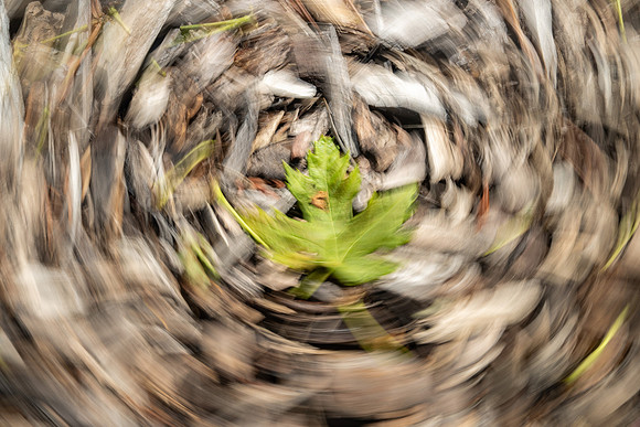 Nature Motion Blur - May 2026