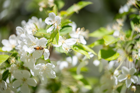 Spring Flowers - May 2026