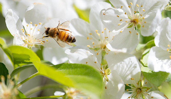 Spring Flowers - May 2026
