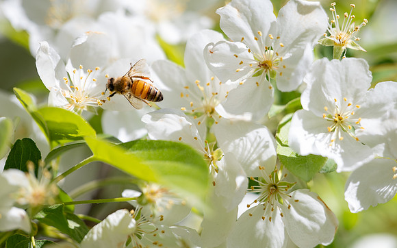 Spring Flowers - May 2026