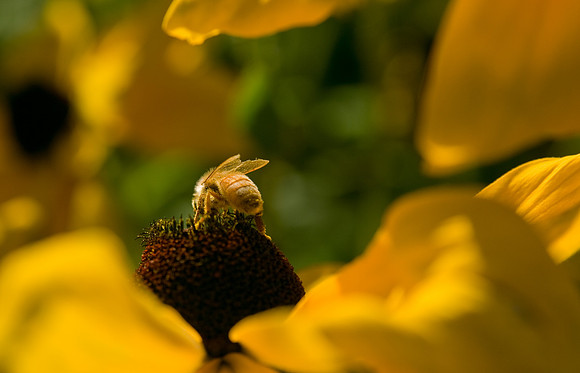A bee collecting pollen in one of the many gardens on BYUI Campus