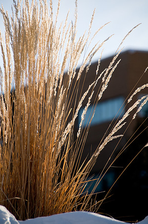 grass sticking up through the snow