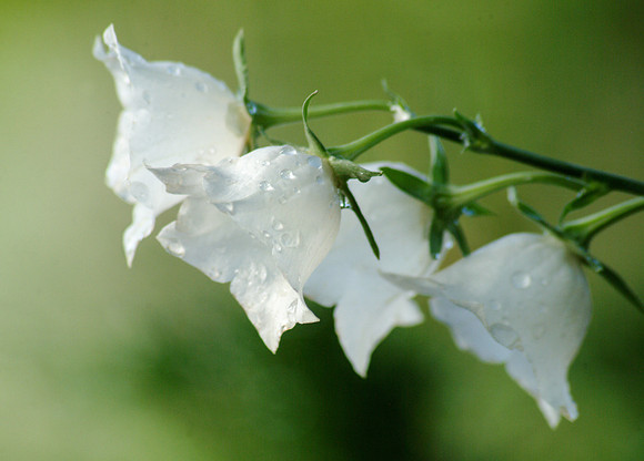 White bell flowers in the Ricks Gardens.