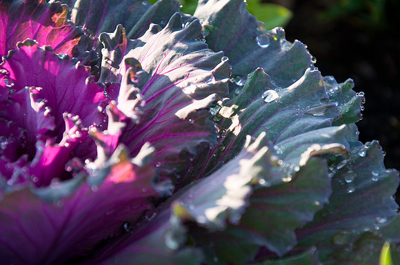 Cabbage with water droplets