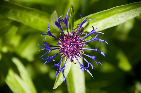 flower in one of BYU-Idaho's gardens