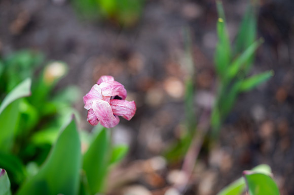 Color Walk - May 2026