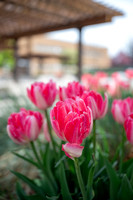 Color Walk - May 2026
