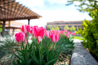 Color Walk - May 2026