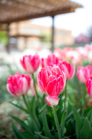 Color Walk - May 2026