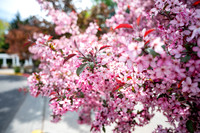 Color Walk - May 2026