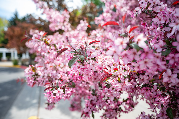 Color Walk - May 2026